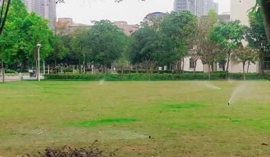 草地上有许多树描述已自动生成