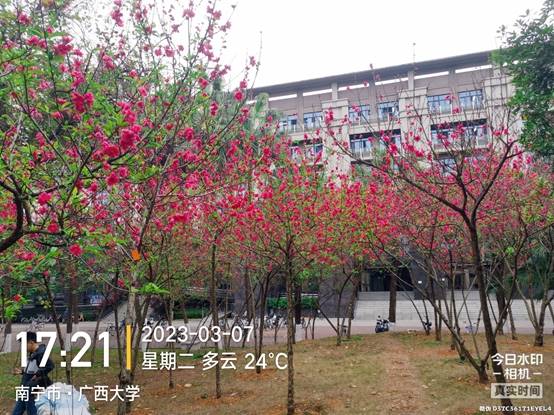 围栏后面有树中度可信度描述已自动生成