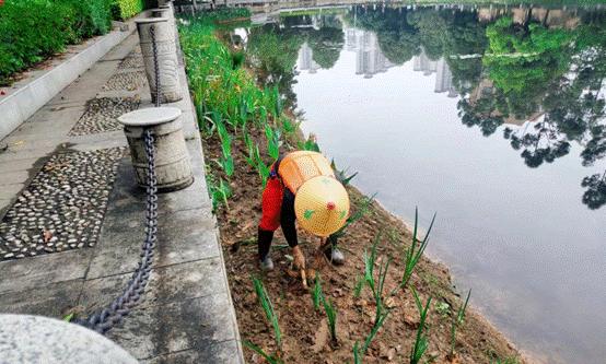 花园的摆设布局低可信度描述已自动生成