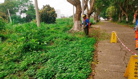 街道边的大树描述已自动生成